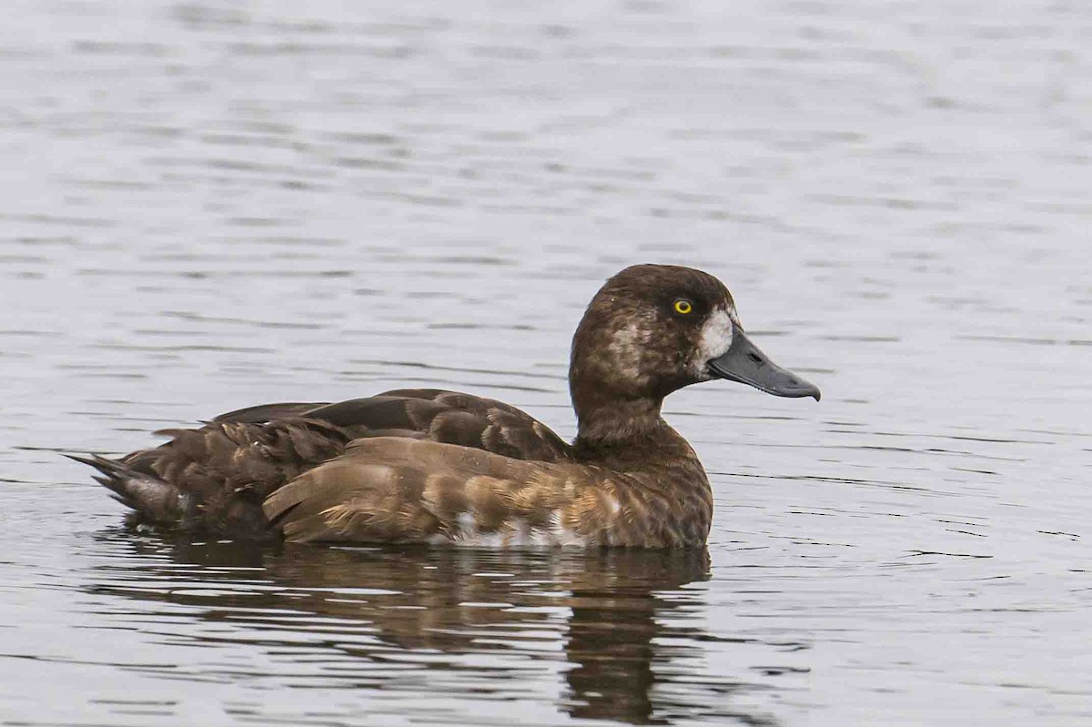 Greater Scaup - ML608729390