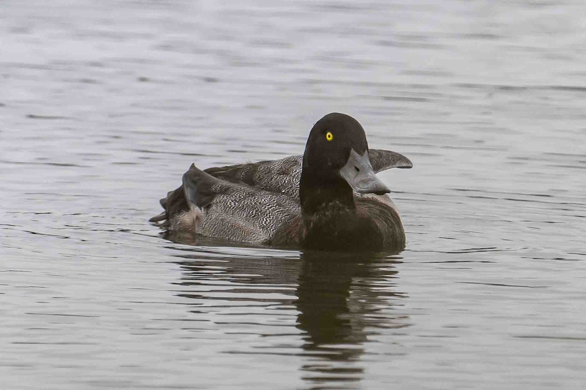 Greater Scaup - ML608729391