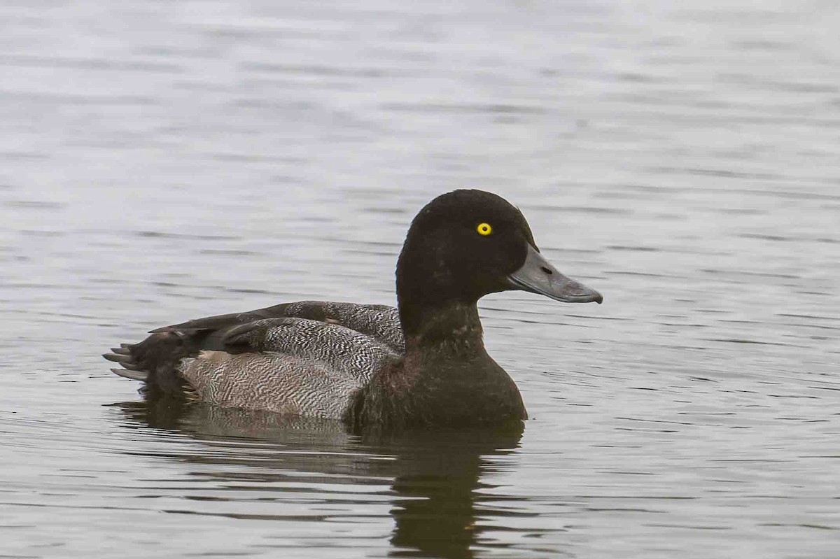 Greater Scaup - ML608729392