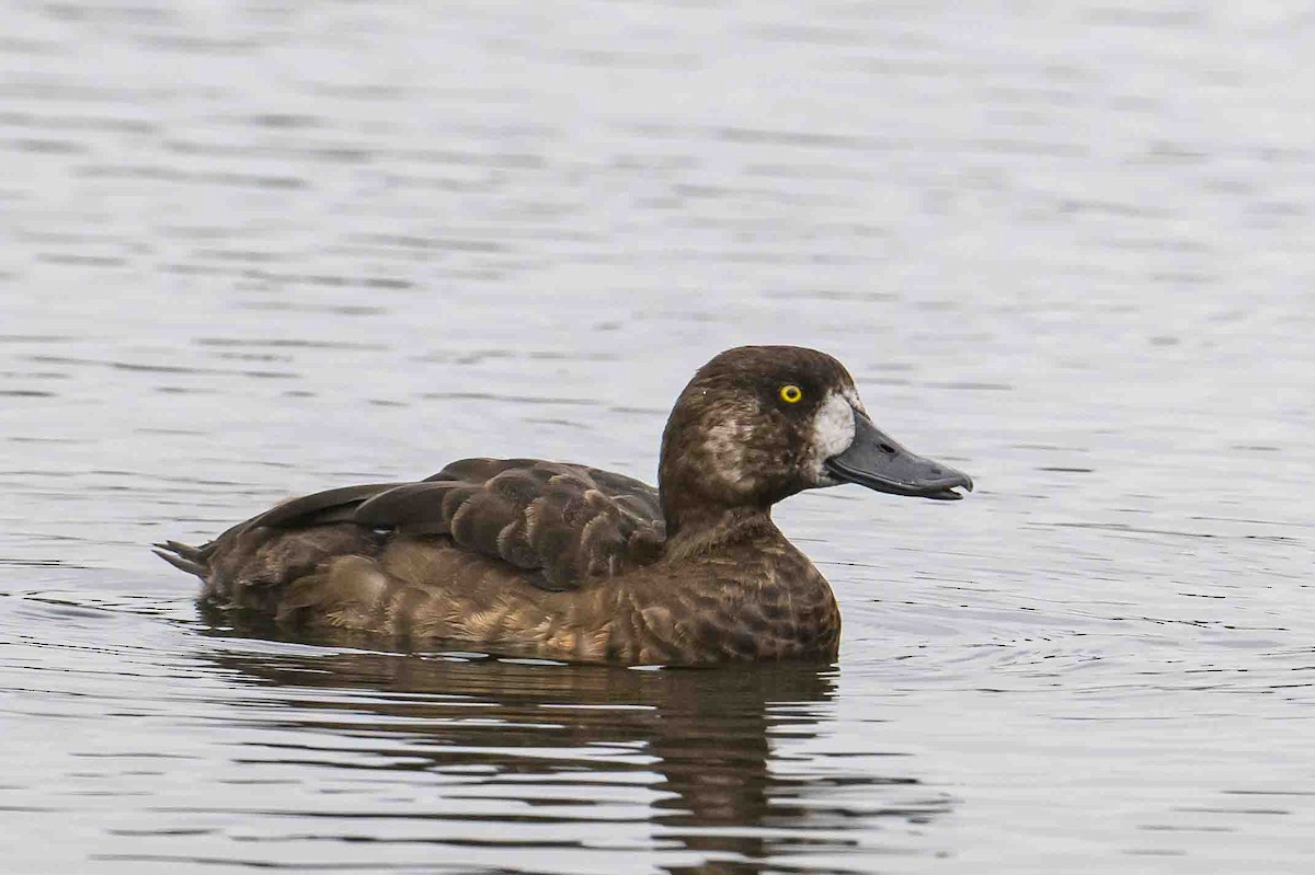 Greater Scaup - ML608729393