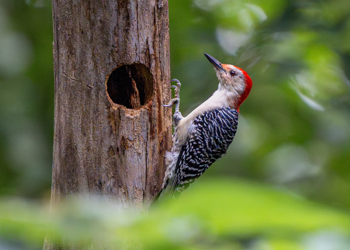 Red-bellied Woodpecker - ML608730069