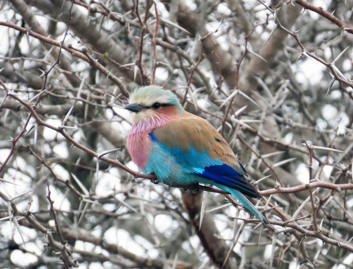 Lilac-breasted Roller - ML608730263