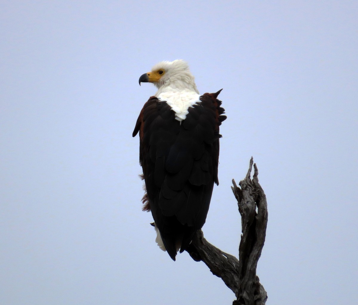 African Fish-Eagle - ML608730267