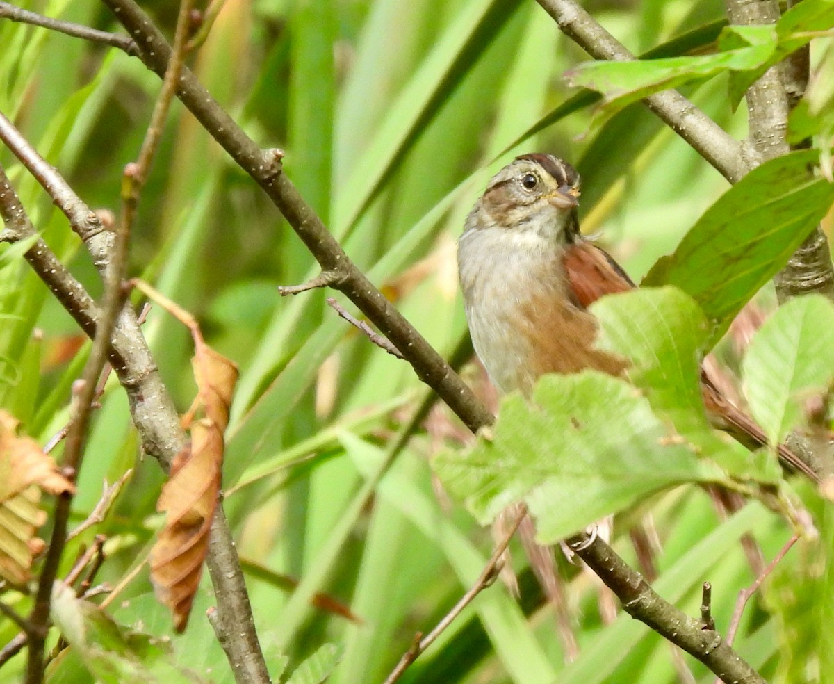 Swamp Sparrow - ML608730276