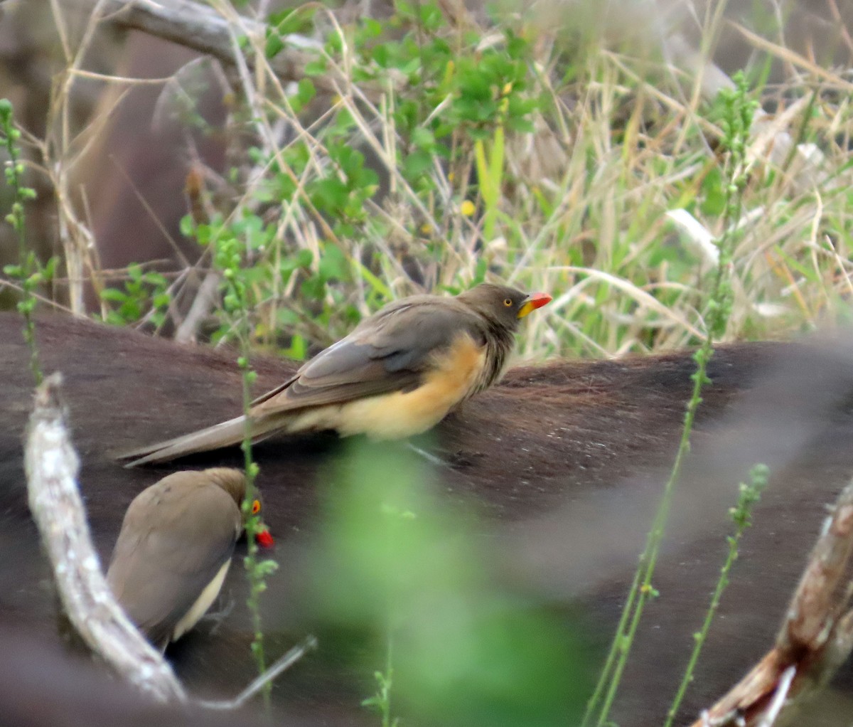 Yellow-billed Oxpecker - Amy Evenstad