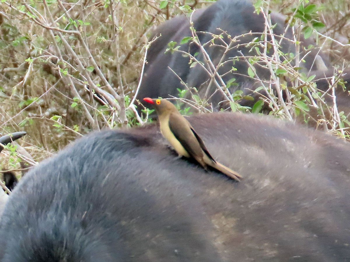 Red-billed Oxpecker - Amy Evenstad