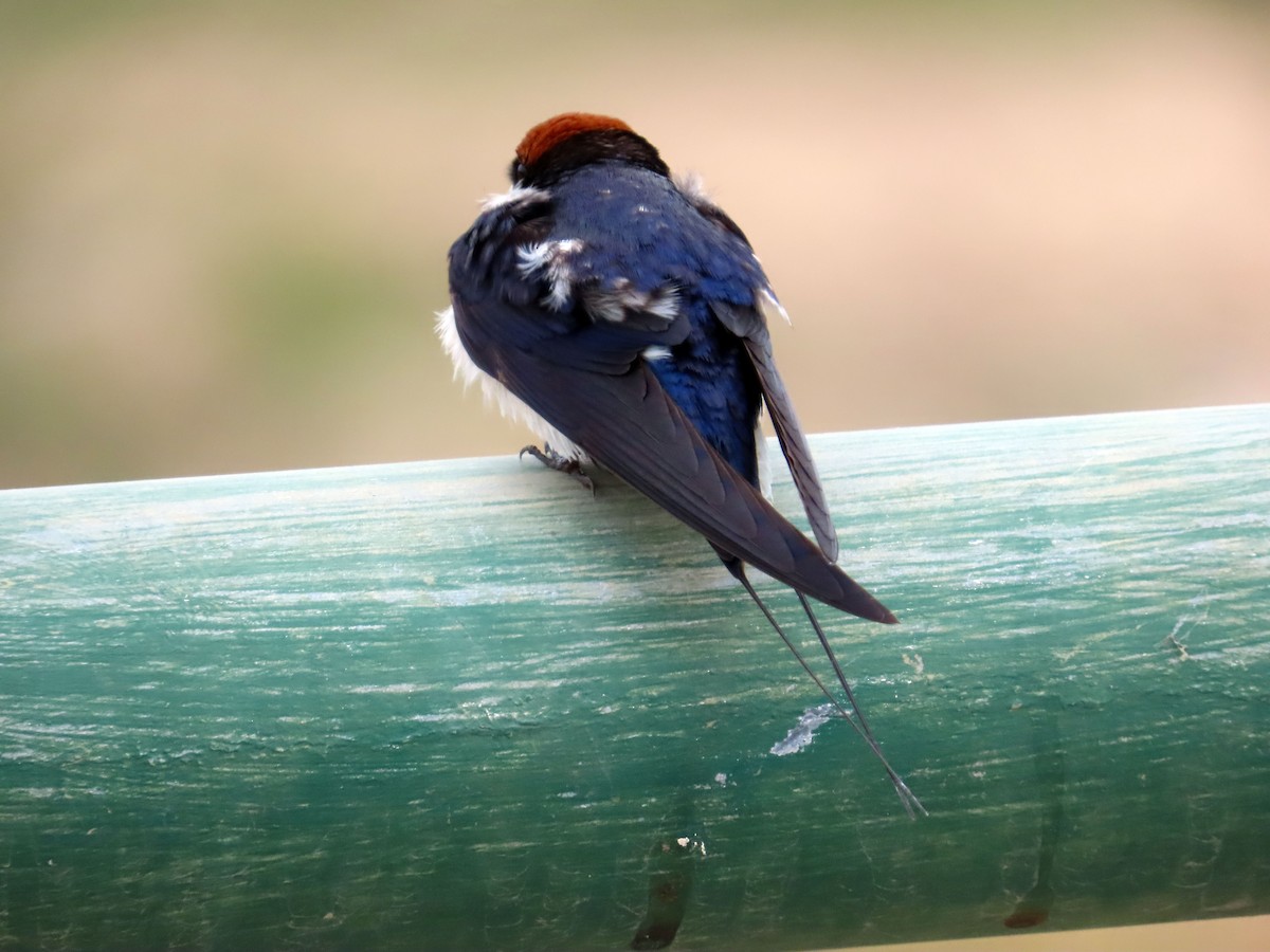 Wire-tailed Swallow - ML608730315