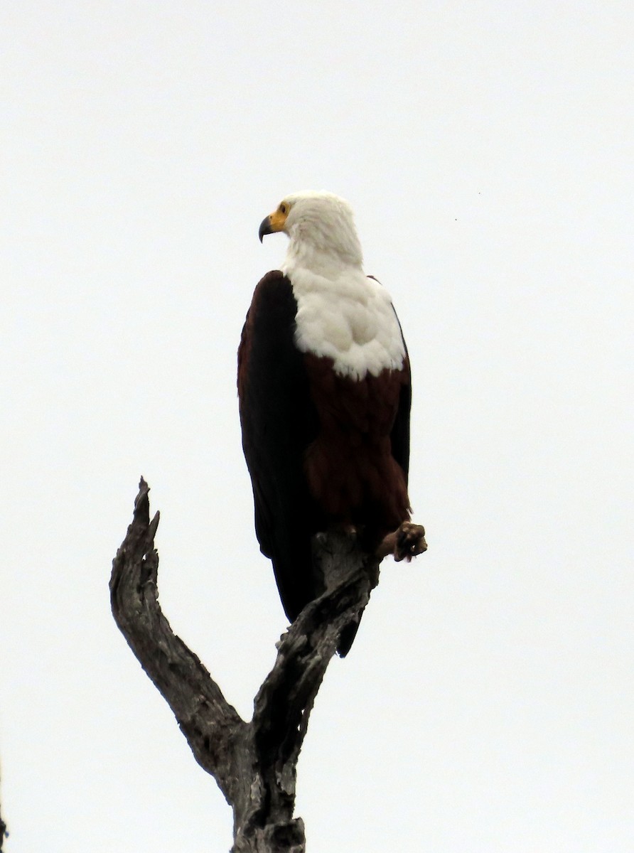 African Fish-Eagle - ML608730449