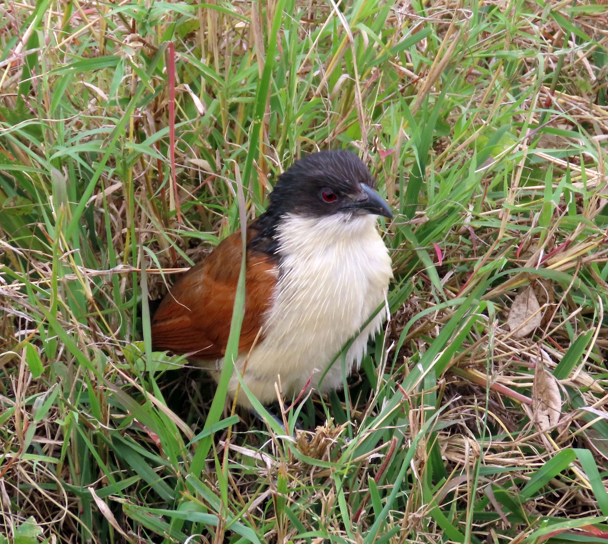 White-browed Coucal - ML608730462
