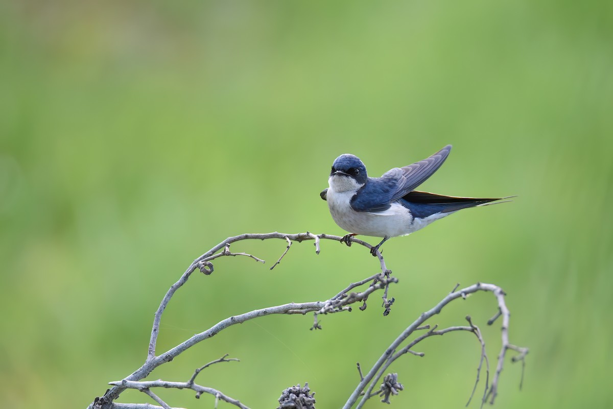 Pearl-breasted Swallow - ML608730661