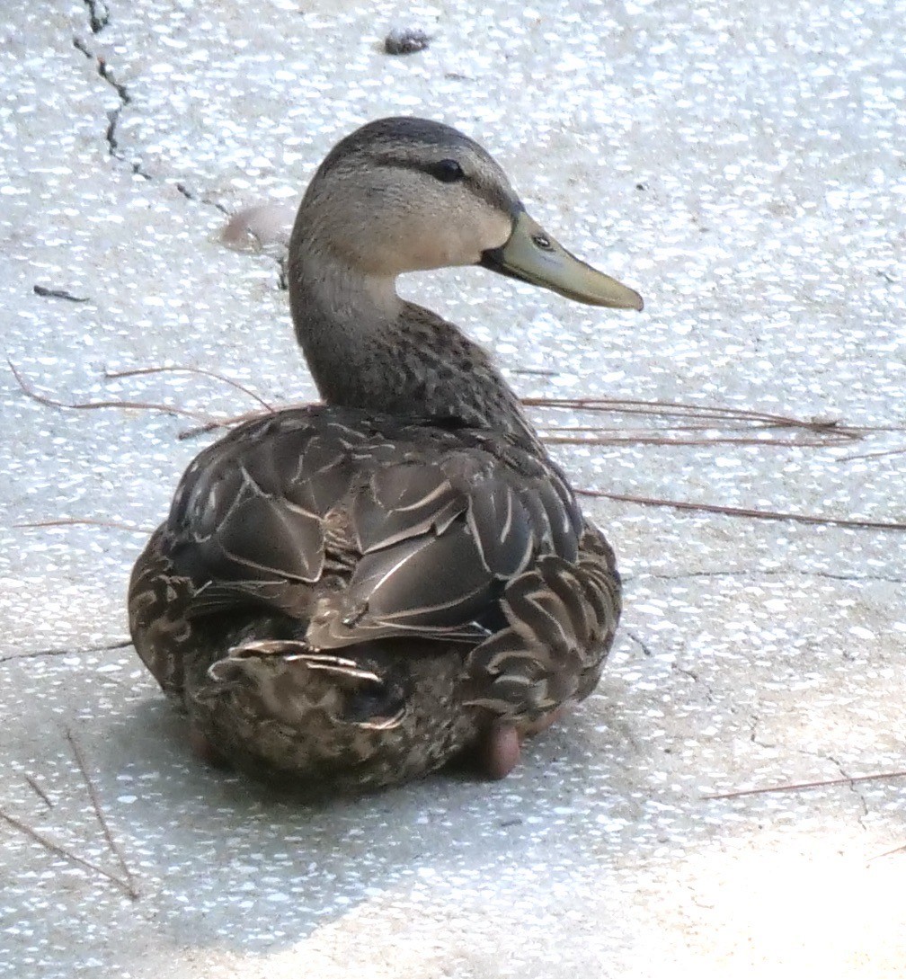Mottled Duck (Florida) - ML608730848