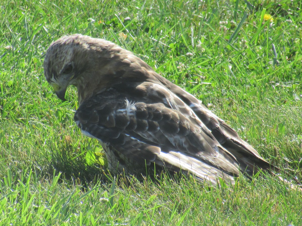 Red-tailed Hawk - ML608731858