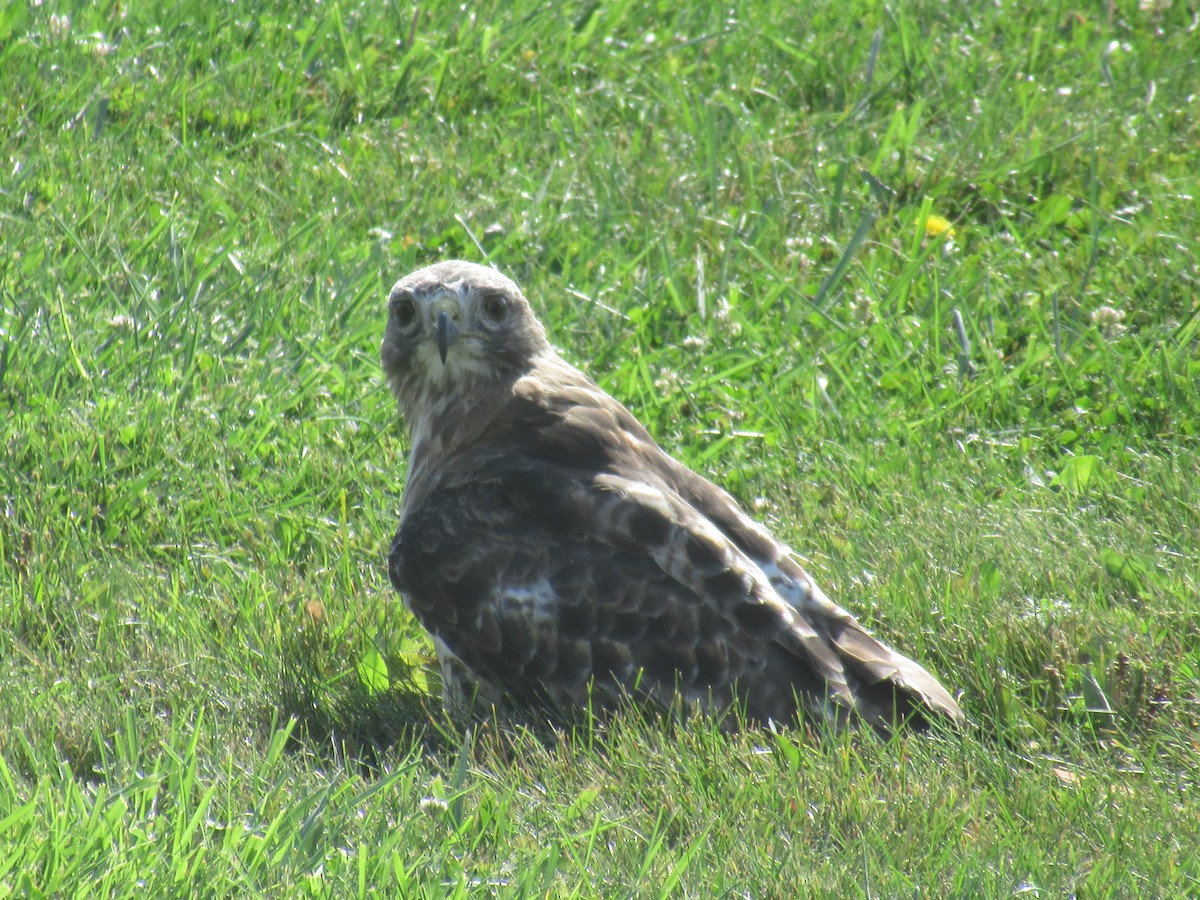 Red-tailed Hawk - ML608731859