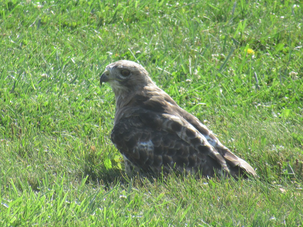 Red-tailed Hawk - ML608731860