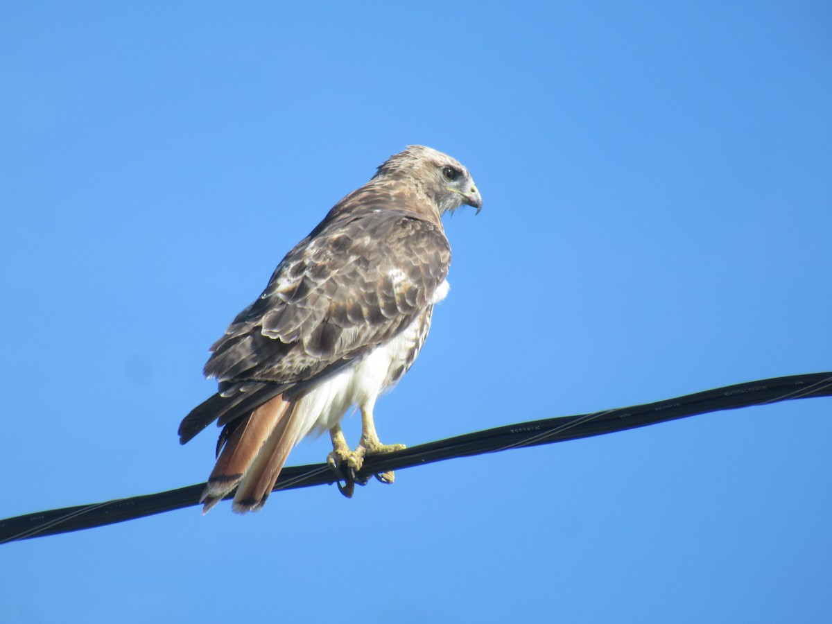 Red-tailed Hawk - ML608731862