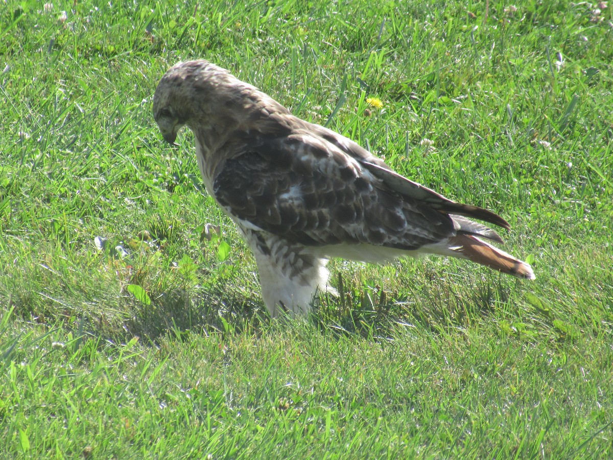 Red-tailed Hawk - ML608731864
