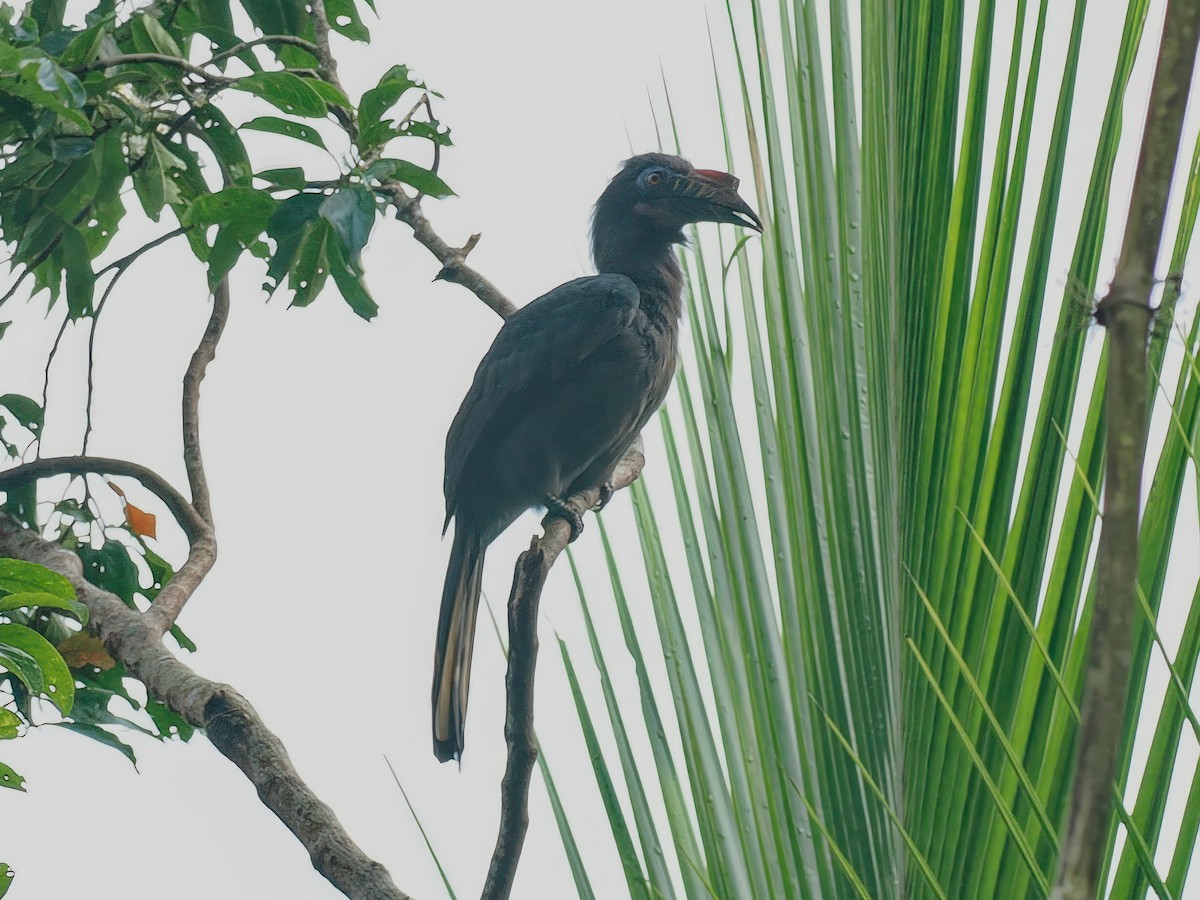 Luzonhornvogel - ML608733085