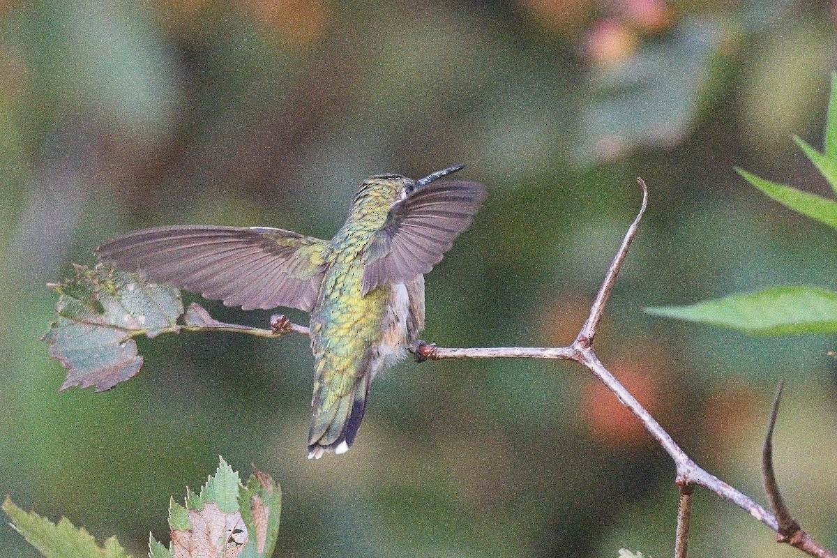 Ruby-throated Hummingbird - ML608733178