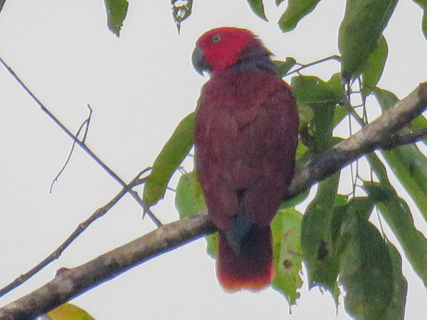 Moluccan Eclectus - eBird