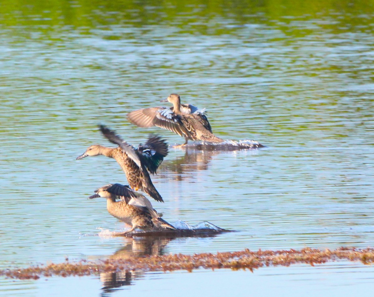 eBird Checklist 10 Sep 2023 Merritt Island NWRBlack Point