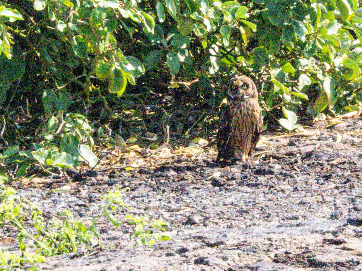 Short-eared Owl (Galapagos) - ML608734121