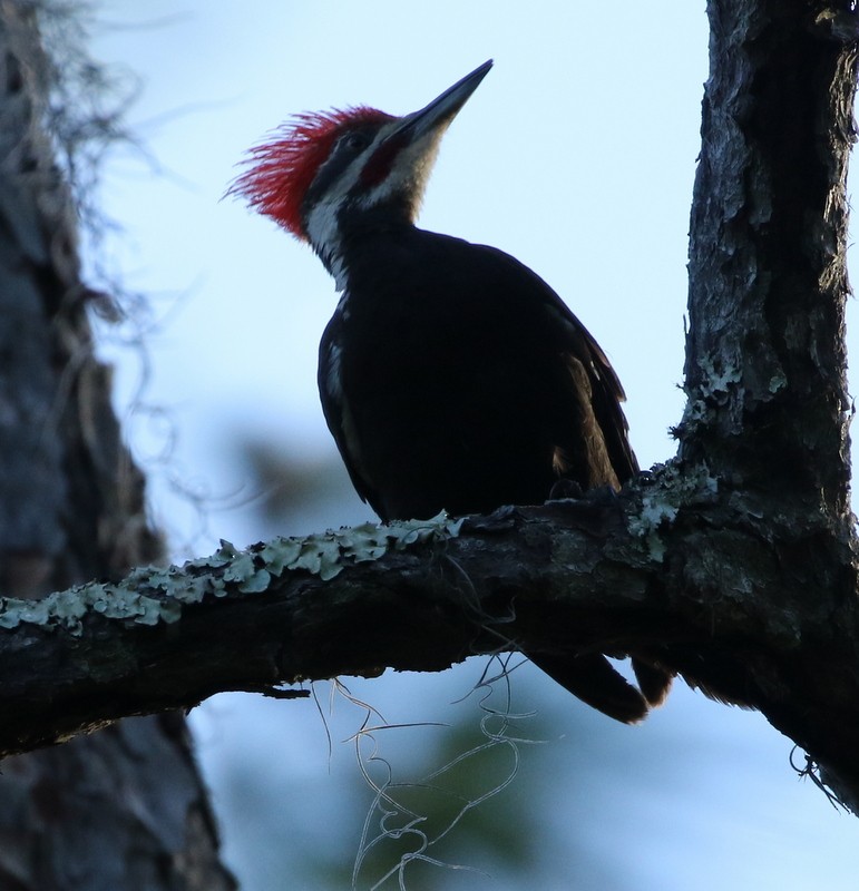 Pileated Woodpecker - logan kahle