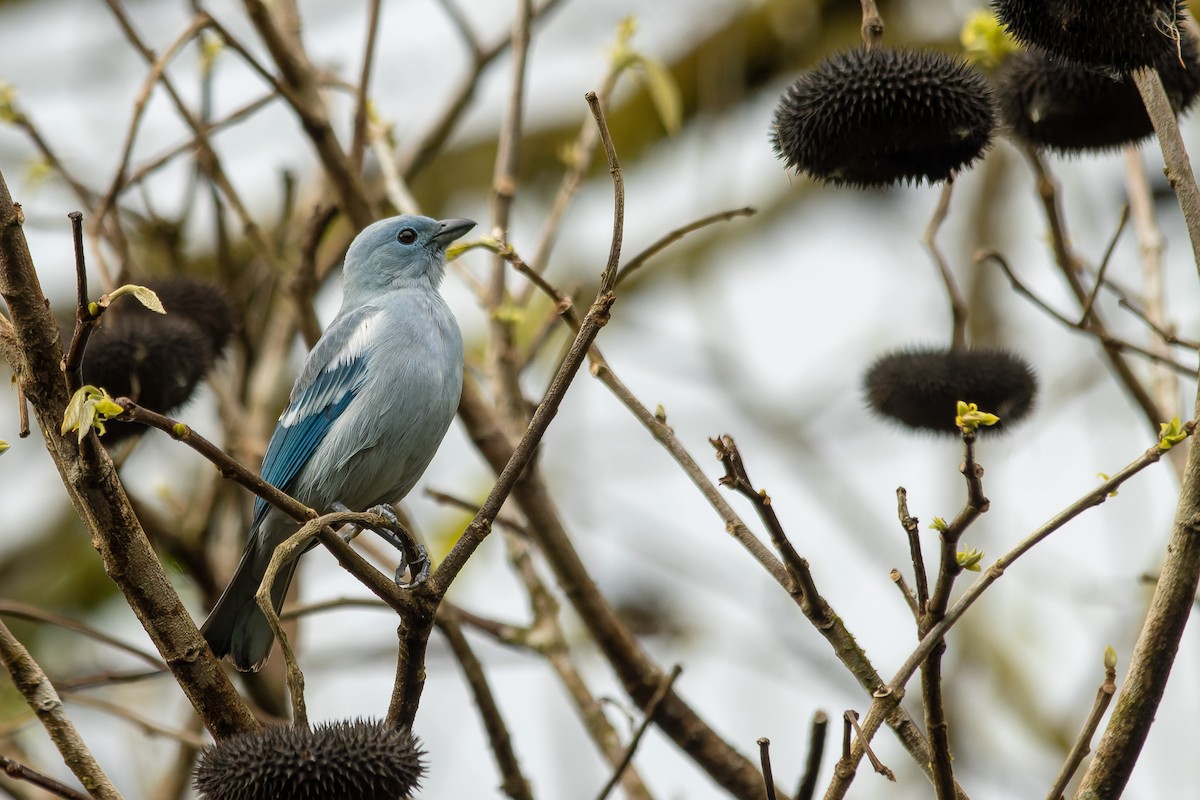 Blue-gray Tanager - ML608734793