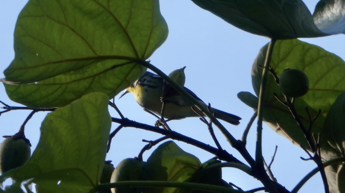 Yellow-throated Warbler - ML608734932