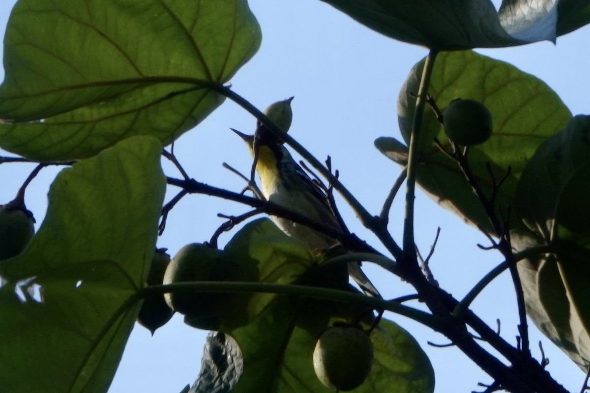 Yellow-throated Warbler - ML608734933