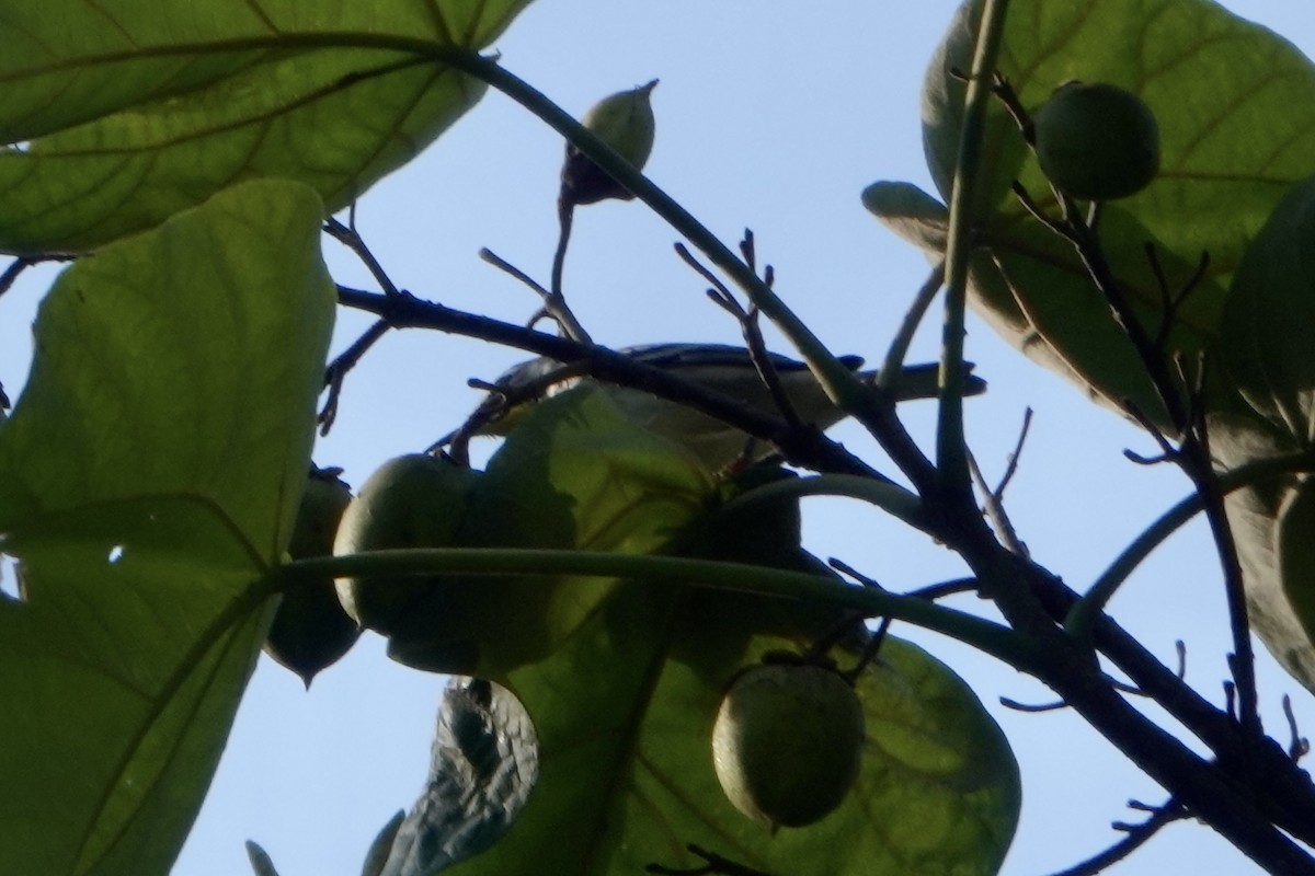 Yellow-throated Warbler - ML608734934