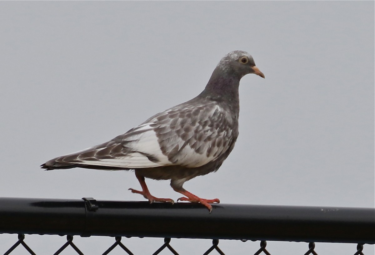 Rock Pigeon (Feral Pigeon) - ML608735399