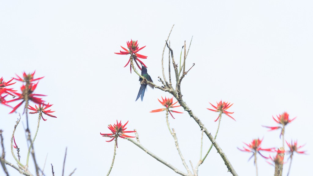 Swallow-tailed Hummingbird - Enio Moraes