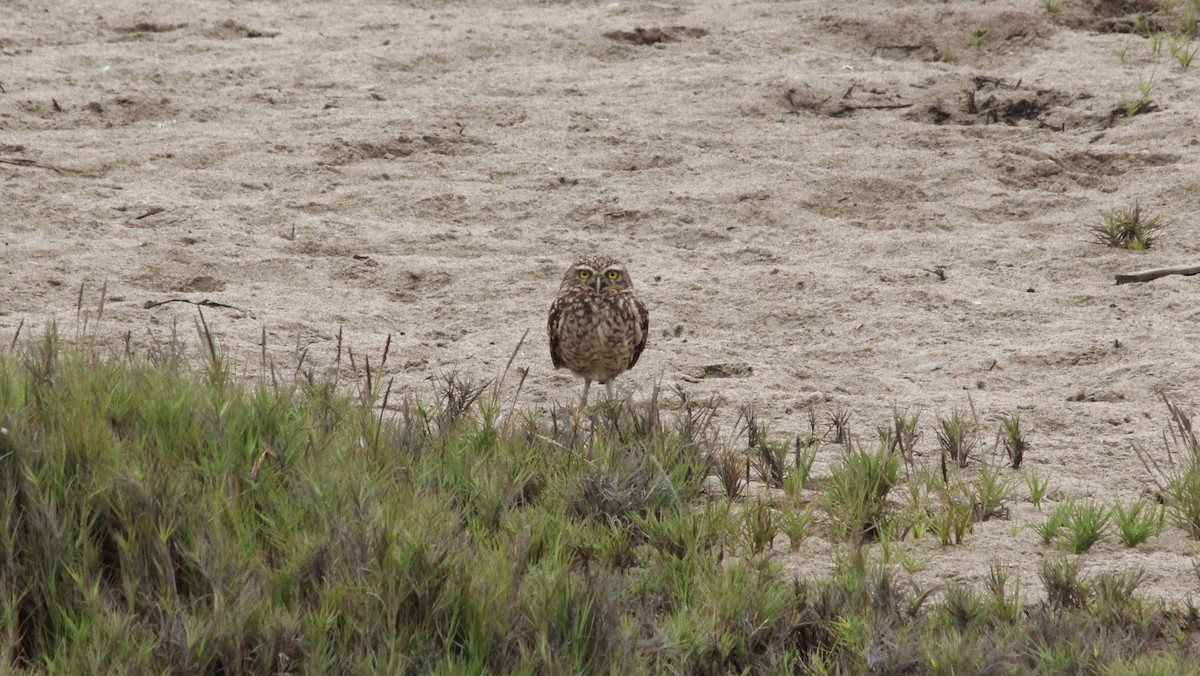 Burrowing Owl - ML608735524