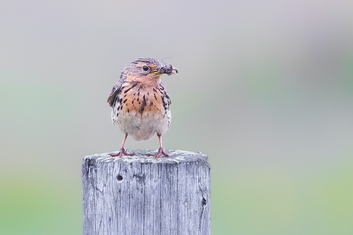 Red-throated Pipit - ML608735577
