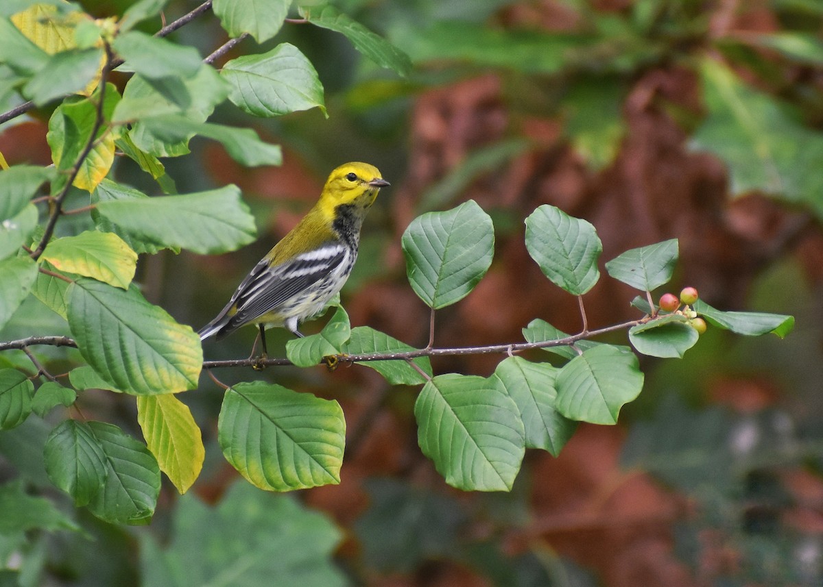Black-throated Green Warbler - C Liazos