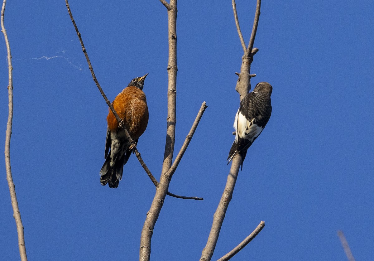 ebird-checklist-11-sep-2023-point-pelee-national-park-general