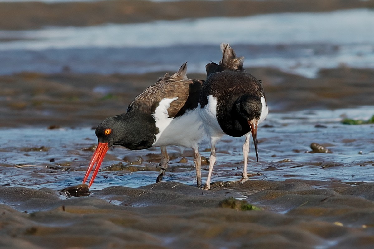 American Oystercatcher - Gary Jarvis