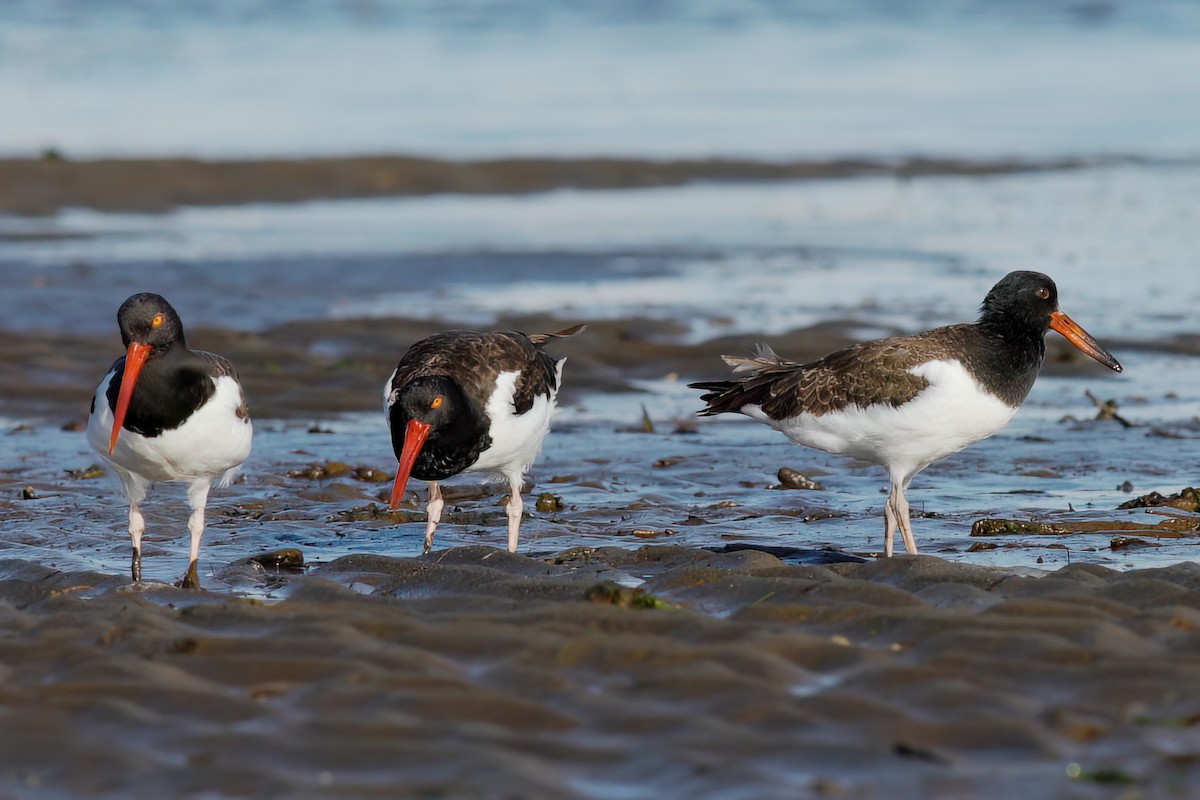 American Oystercatcher - Gary Jarvis