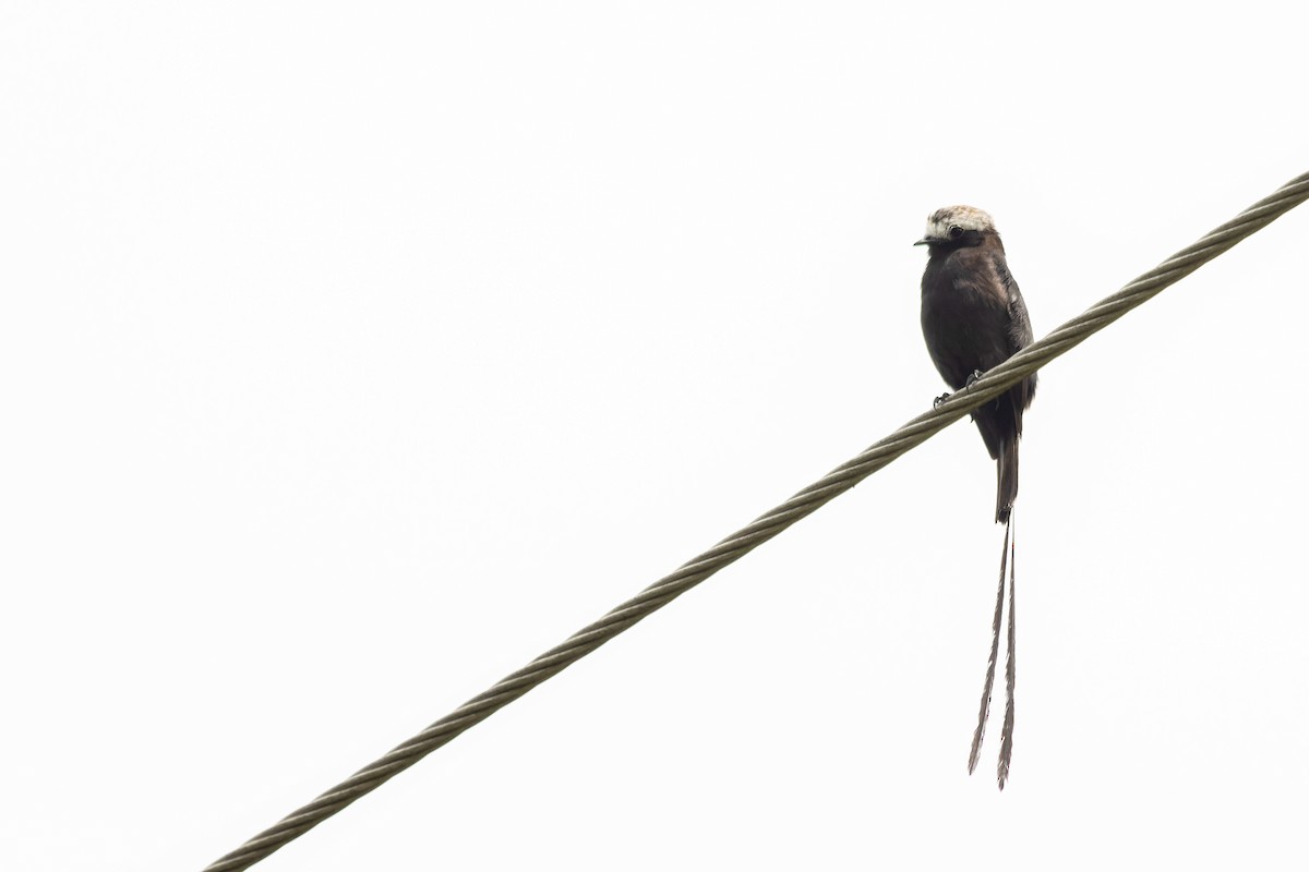 Long-tailed Tyrant - ML608736642