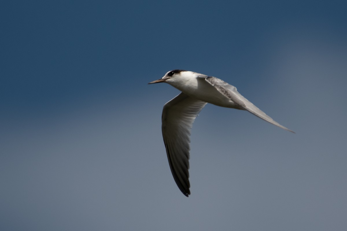 Little Tern - Ana Amaral