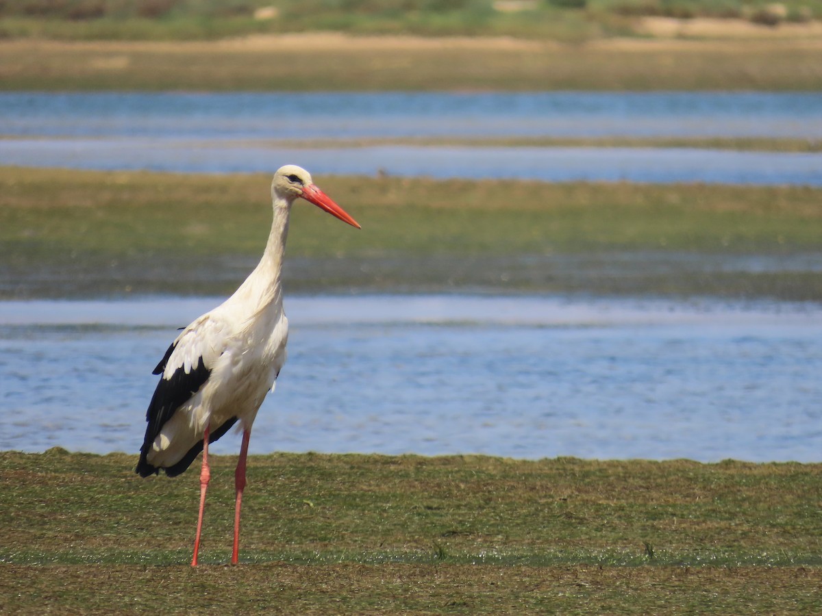 White Stork - ML608736961