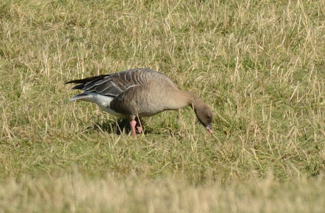 Pink-footed Goose - ML608737529
