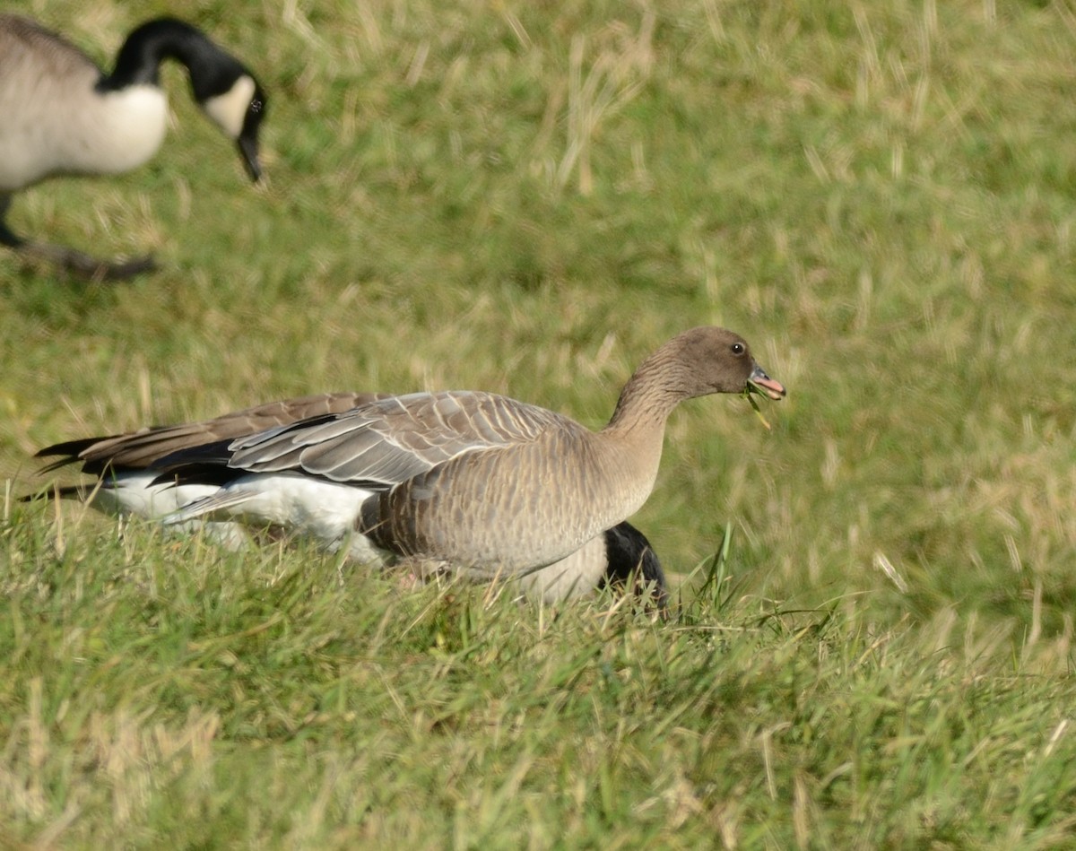Pink-footed Goose - ML608737535