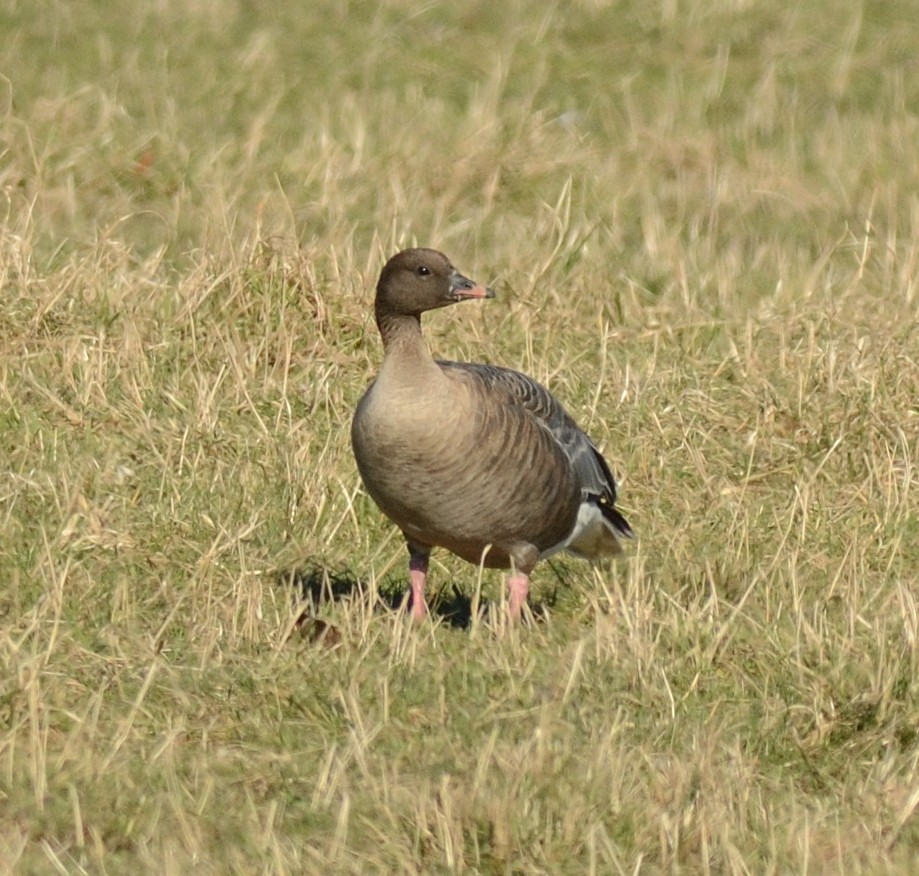 Pink-footed Goose - ML608737544