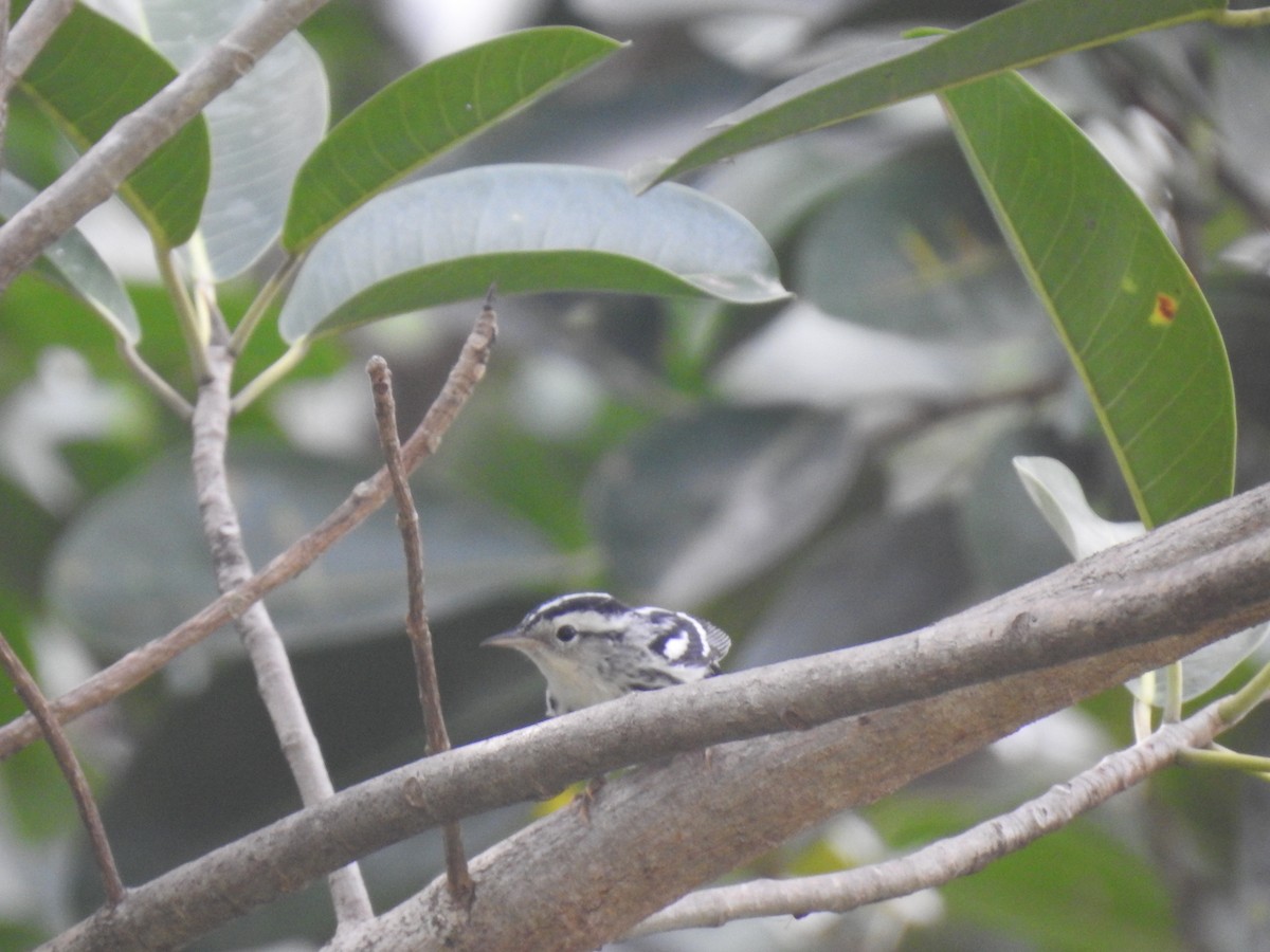Black-and-white Warbler - ML608737641