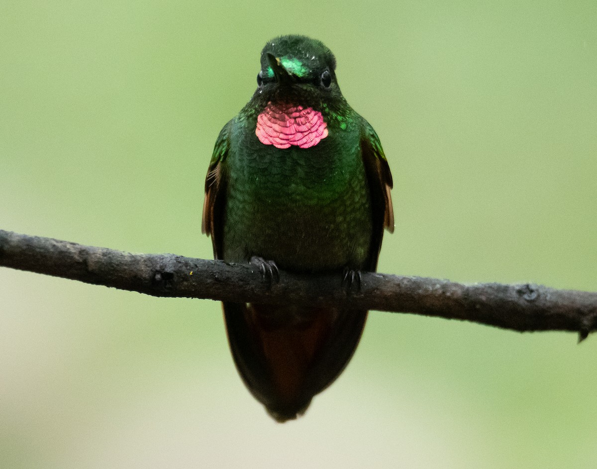 kolibřík brazilský - ML608737942