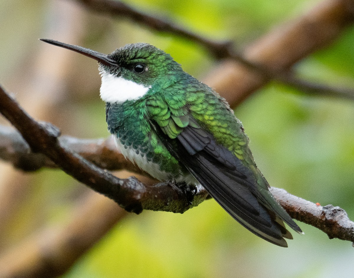 White-throated Hummingbird - A Huang Winoto