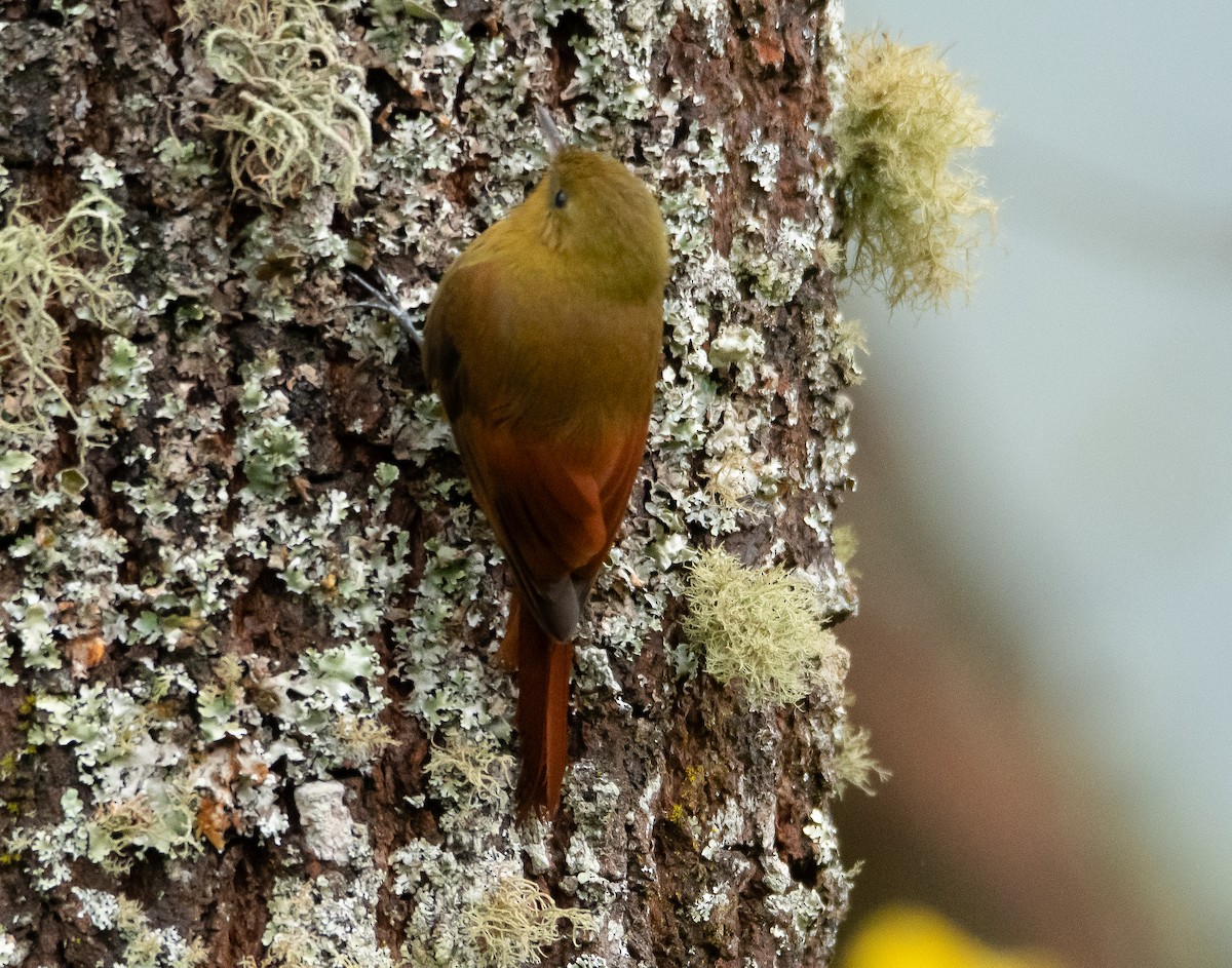 Olivaceous Woodcreeper - A Huang Winoto