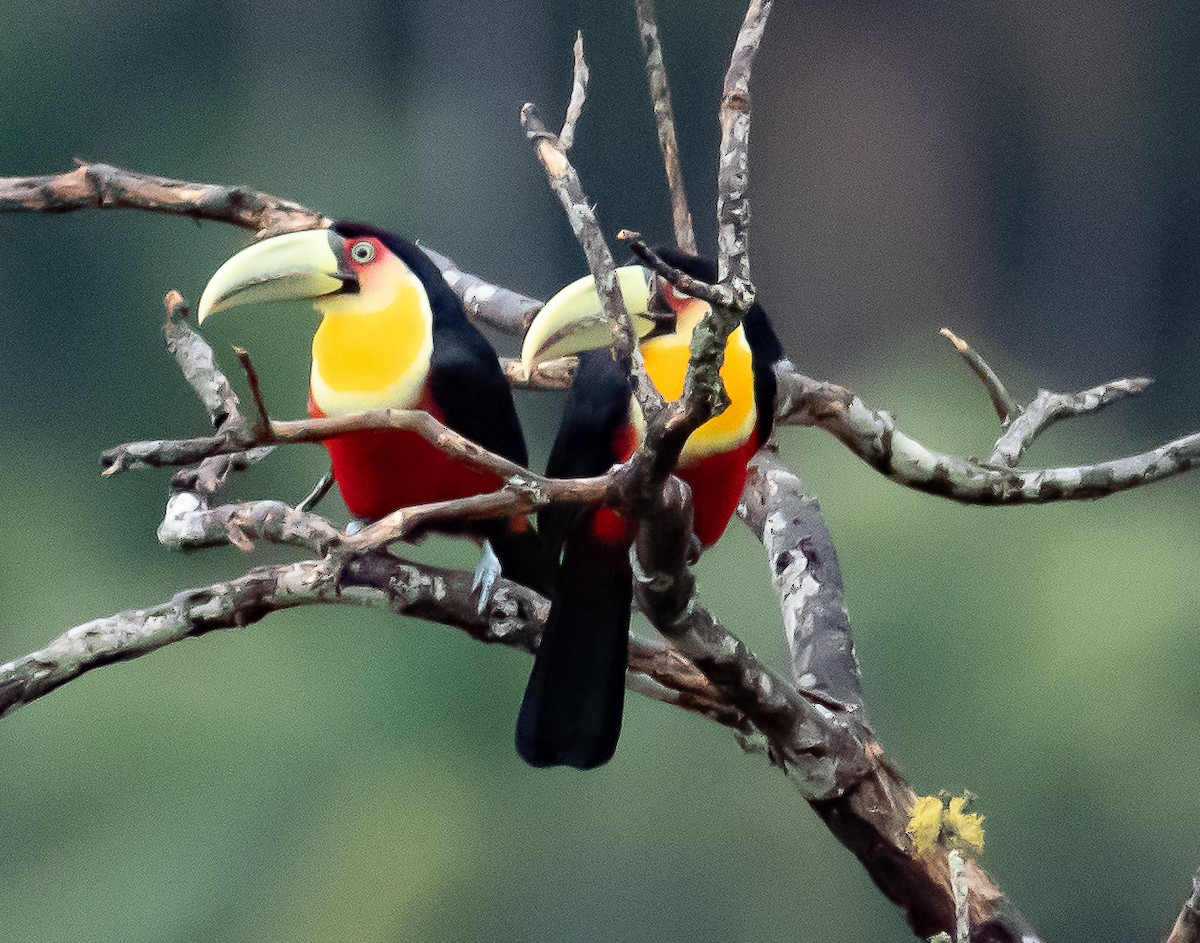 Red-breasted Toucan - A Huang Winoto