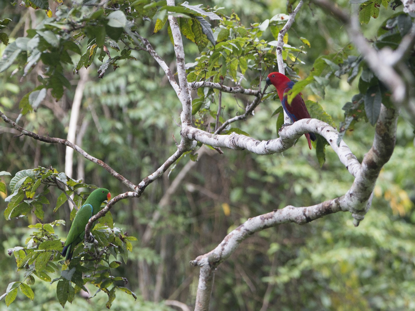 Papuan Eclectus - eBird